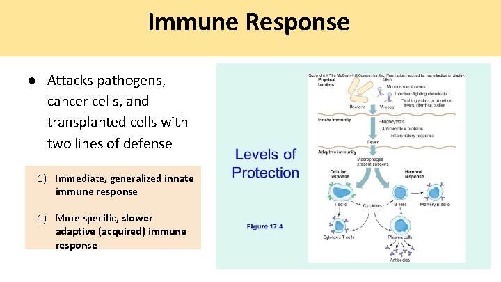 Immune Response ● Attacks pathogens, cancer cells, and transplanted cells with two lines of Immune Response ● Attacks pathogens, cancer cells, and transplanted cells with two lines of
