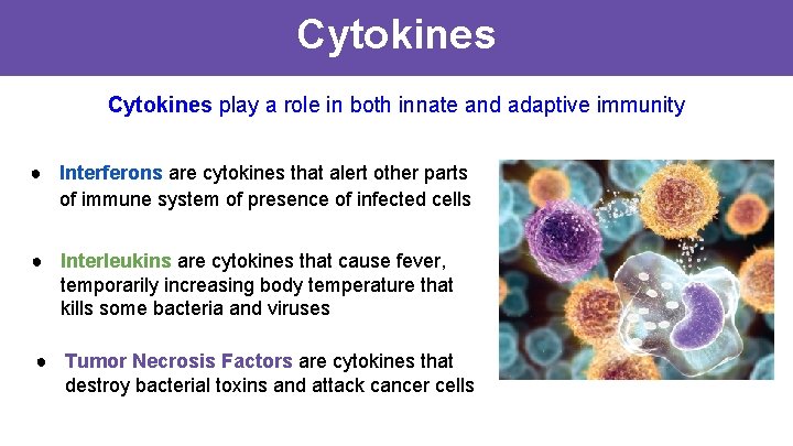 Cytokines play a role in both innate and adaptive immunity ● Interferons are cytokines Cytokines play a role in both innate and adaptive immunity ● Interferons are cytokines