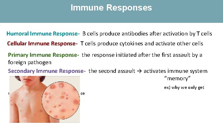 Immune Responses Humoral Immune Response- B cells produce antibodies after activation by T cells Immune Responses Humoral Immune Response- B cells produce antibodies after activation by T cells