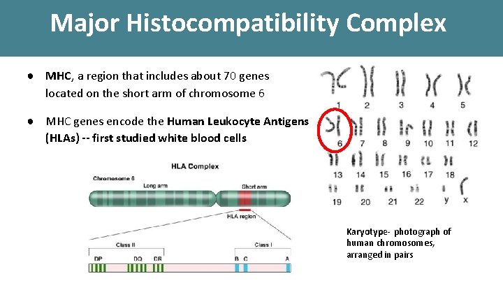 Major Histocompatibility Complex ● MHC, a region that includes about 70 genes located on Major Histocompatibility Complex ● MHC, a region that includes about 70 genes located on