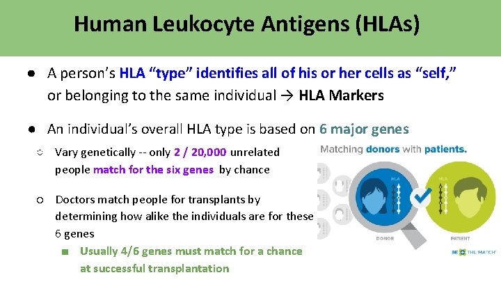 Human Leukocyte Antigens (HLAs) ● A person’s HLA “type” identifies all of his or Human Leukocyte Antigens (HLAs) ● A person’s HLA “type” identifies all of his or