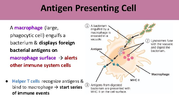 Antigen Presenting Cell A macrophage (large, phagocytic cell) engulfs a bacterium & displays foreign Antigen Presenting Cell A macrophage (large, phagocytic cell) engulfs a bacterium & displays foreign