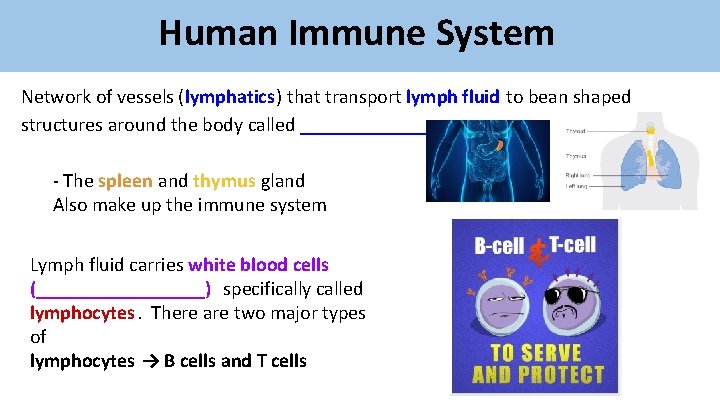 Human Immune System Network of vessels (lymphatics) that transport lymph fluid to bean shaped Human Immune System Network of vessels (lymphatics) that transport lymph fluid to bean shaped