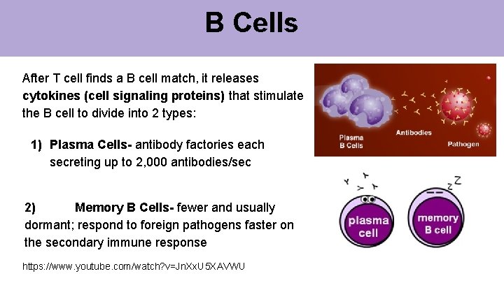 B Cells After T cell finds a B cell match, it releases cytokines (cell B Cells After T cell finds a B cell match, it releases cytokines (cell