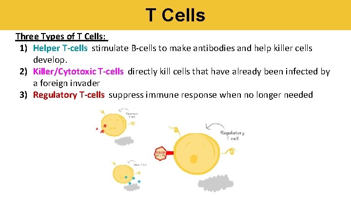 T Cells Three Types of T Cells: 1) Helper T-cells stimulate B-cells to make T Cells Three Types of T Cells: 1) Helper T-cells stimulate B-cells to make
