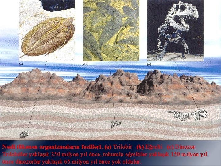 Nesli tükenen organizmaların fosilleri. (a) Trilobit (b) Eğrelti (c) Dinozor. Trilobitler yaklaşık 250 milyon