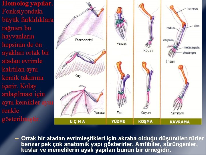 Homolog yapılar. Fonksiyondaki büyük farklılıklara rağmen bu hayvanların hepsinin de ön ayakları ortak bir