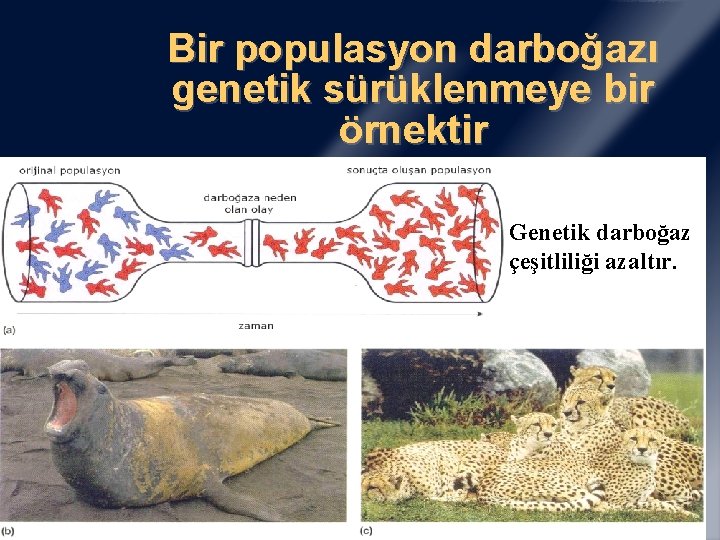 Bir populasyon darboğazı genetik sürüklenmeye bir örnektir Genetik darboğaz çeşitliliği azaltır. 