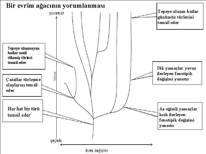 Bir evrim ağacının yorumlanması Tepeye ulaşan hatlar günümüz türlerini temsil eder Tepeye ulaşmayan hatlar