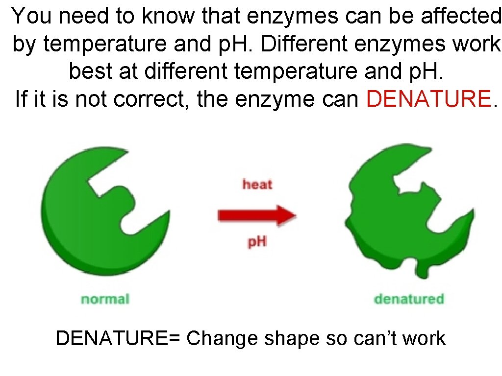You need to know that enzymes can be affected by temperature and p. H.