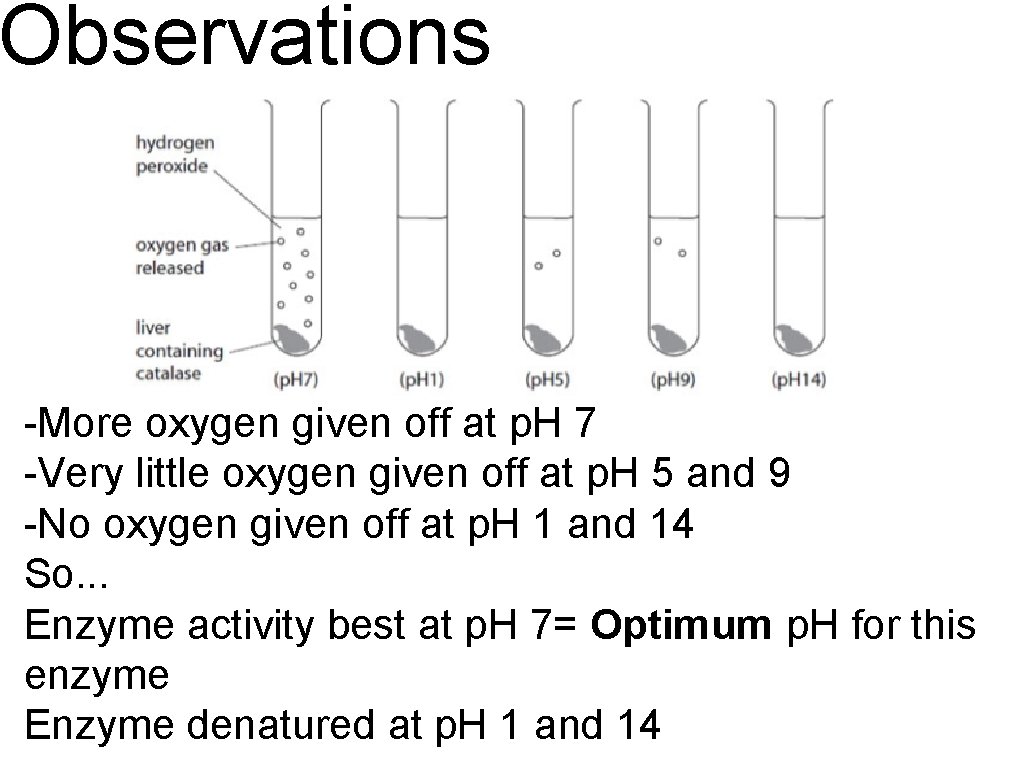 Observations -More oxygen given off at p. H 7 -Very little oxygen given off
