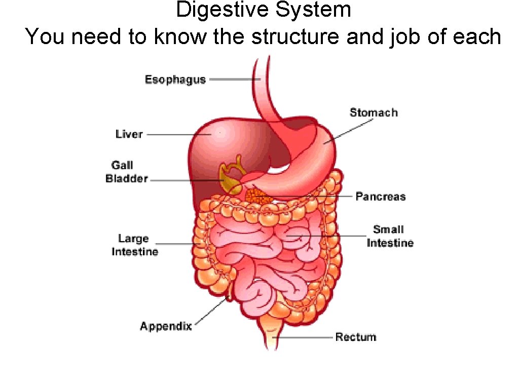 Digestive System You need to know the structure and job of each 