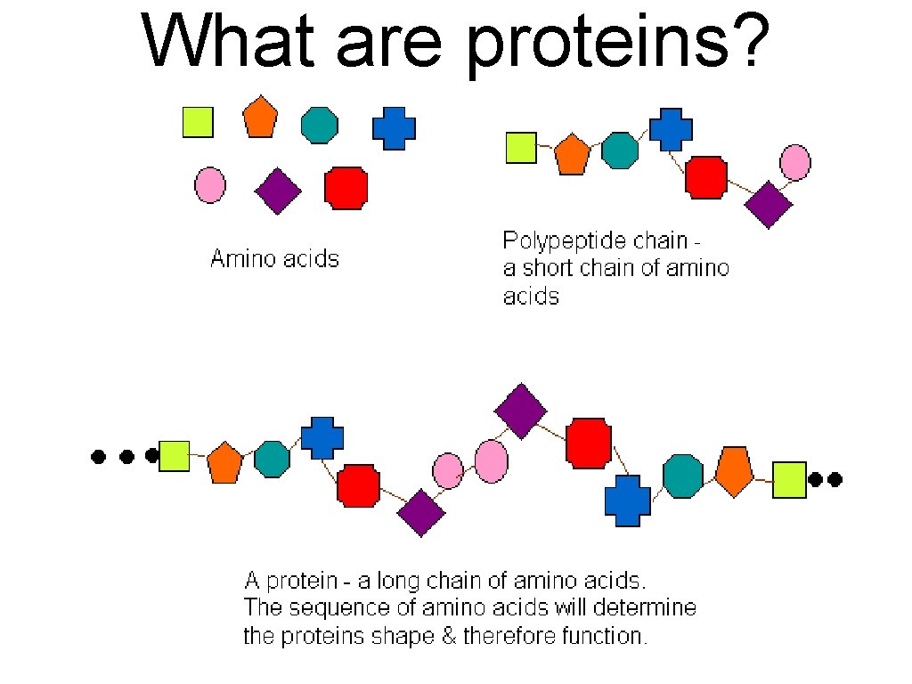 What are proteins? 