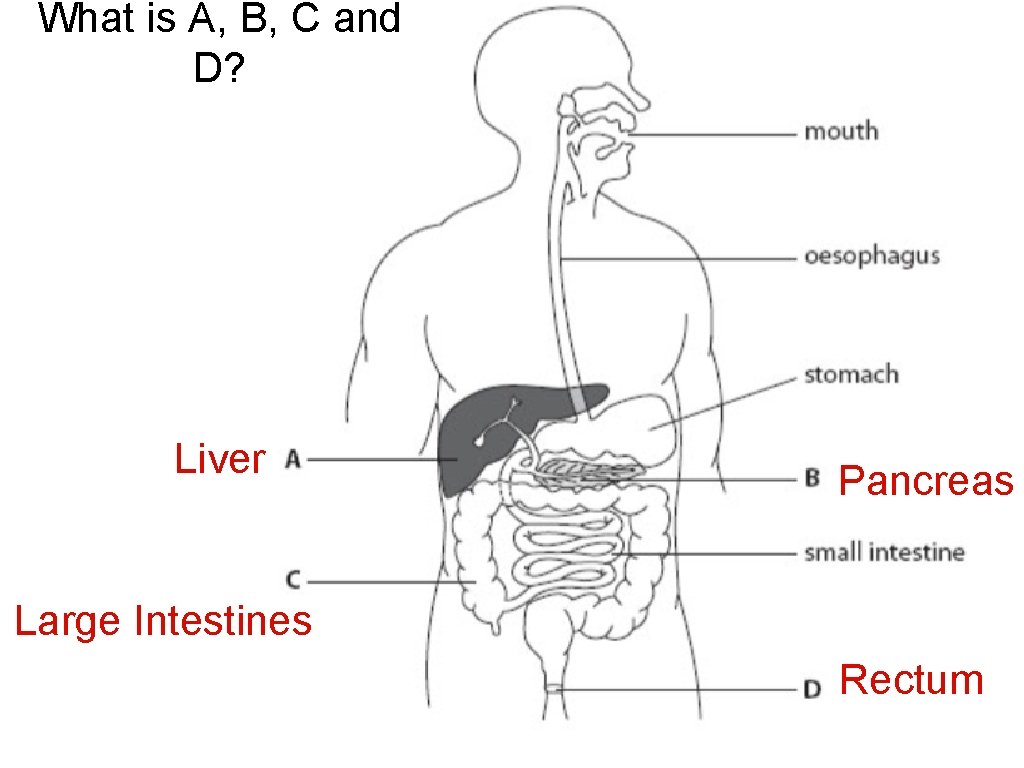 What is A, B, C and D? Liver Pancreas Large Intestines Rectum 