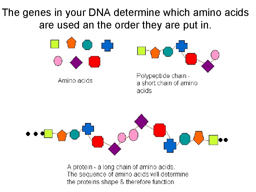 The genes in your DNA determine which amino acids are used an the order