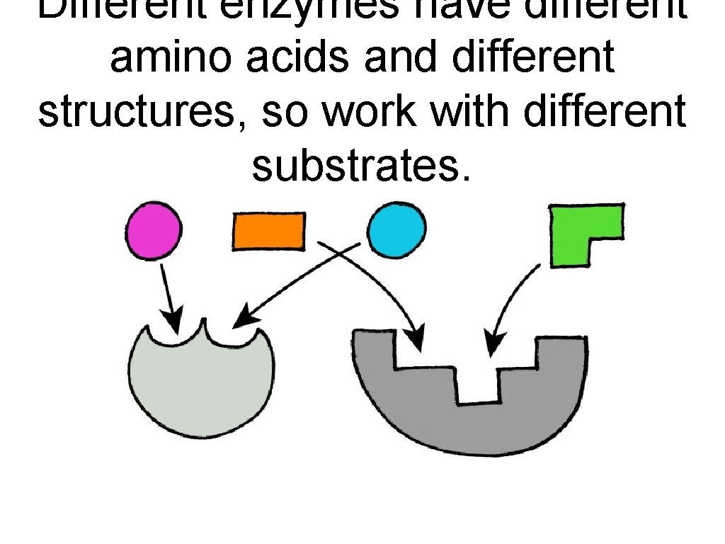 Different enzymes have different amino acids and different structures, so work with different substrates.
