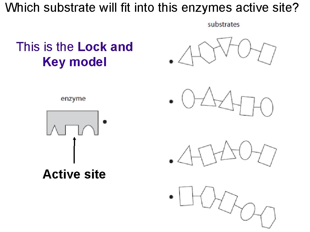 Which substrate will fit into this enzymes active site? This is the Lock and