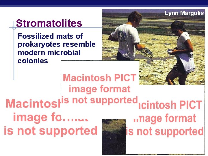 Lynn Margulis Stromatolites Fossilized mats of prokaryotes resemble modern microbial colonies AP Biology 