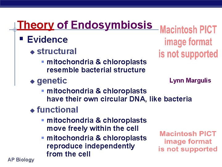 Theory of Endosymbiosis § Evidence u structural § mitochondria & chloroplasts resemble bacterial structure