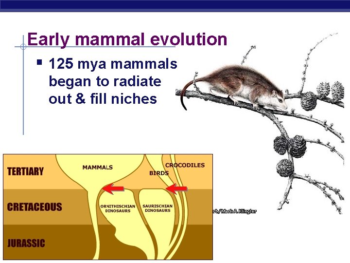 Early mammal evolution § 125 mya mammals began to radiate out & fill niches