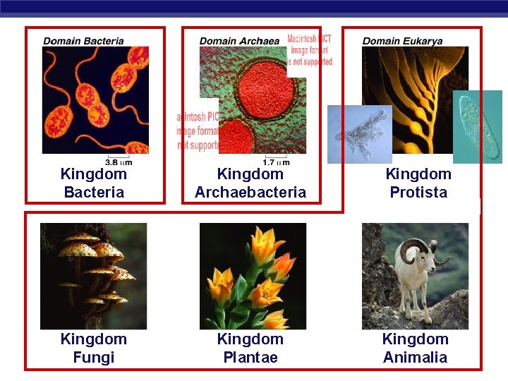 Kingdom Bacteria Kingdom AP Biology. Fungi Kingdom Archaebacteria Kingdom Protista Kingdom Plantae Kingdom Animalia
