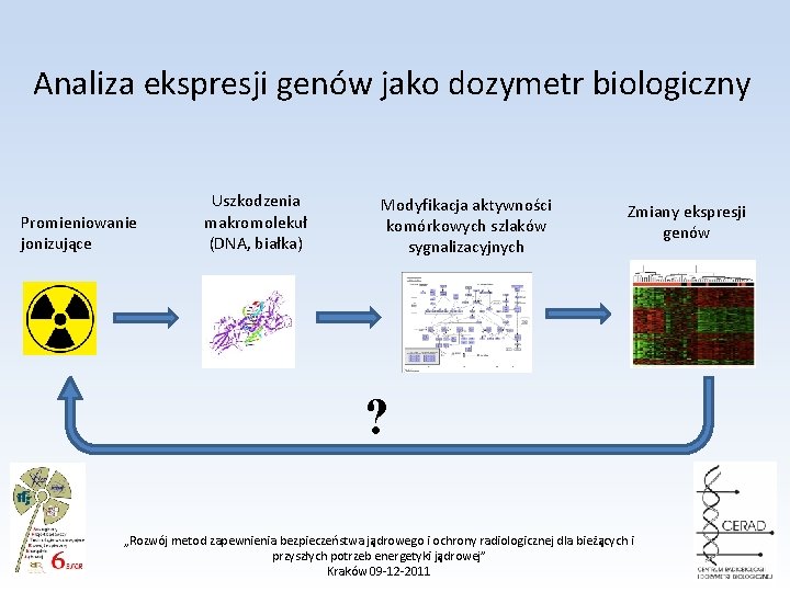 Analiza ekspresji genów jako dozymetr biologiczny Promieniowanie jonizujące Uszkodzenia makromolekuł (DNA, białka) Modyfikacja aktywności