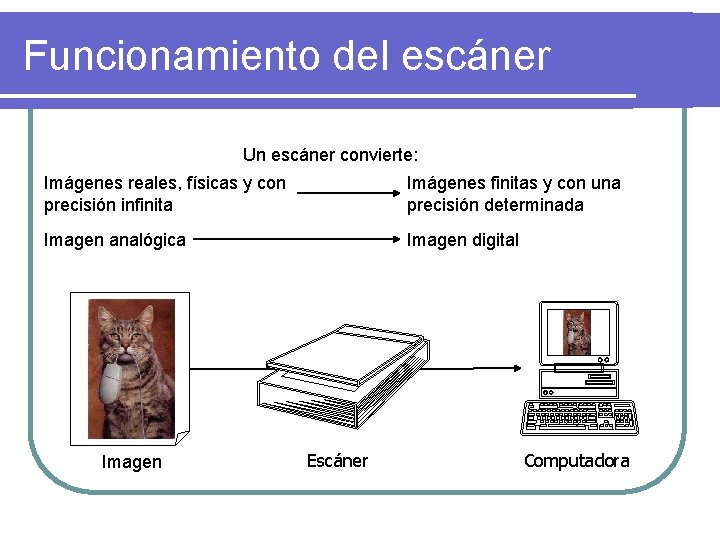 Funcionamiento del escáner Un escáner convierte: Imágenes reales, físicas y con precisión infinita Imágenes