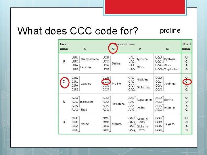 What does CCC code for? proline 