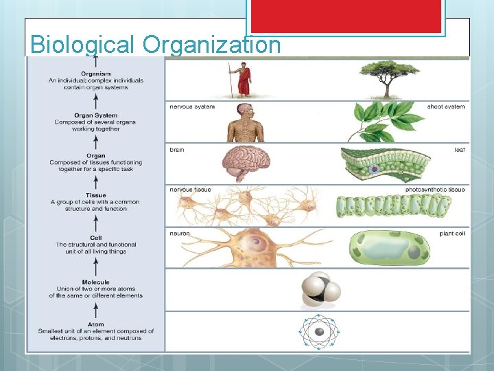 Biological Organization 