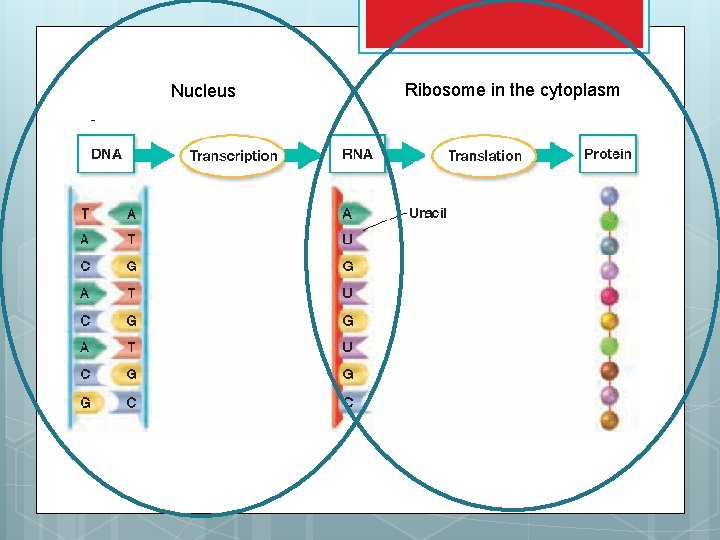 Nucleus Ribosome in the cytoplasm 