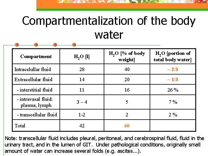 Compartmentalization of the body water H 2 O [l] H 2 O [% of