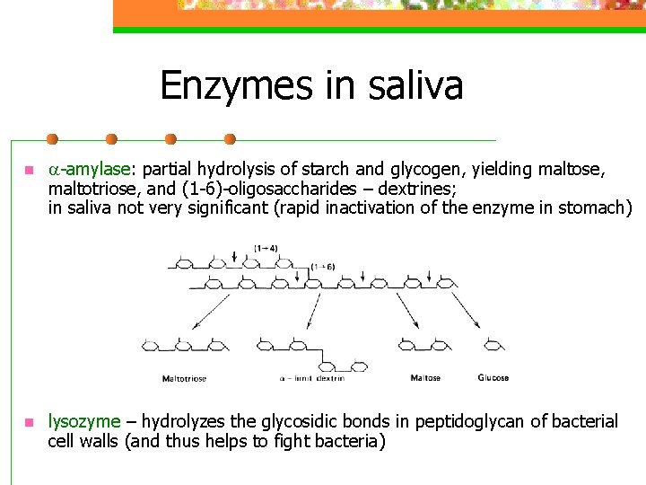 Enzymes in saliva n -amylase: partial hydrolysis of starch and glycogen, yielding maltose, maltotriose,