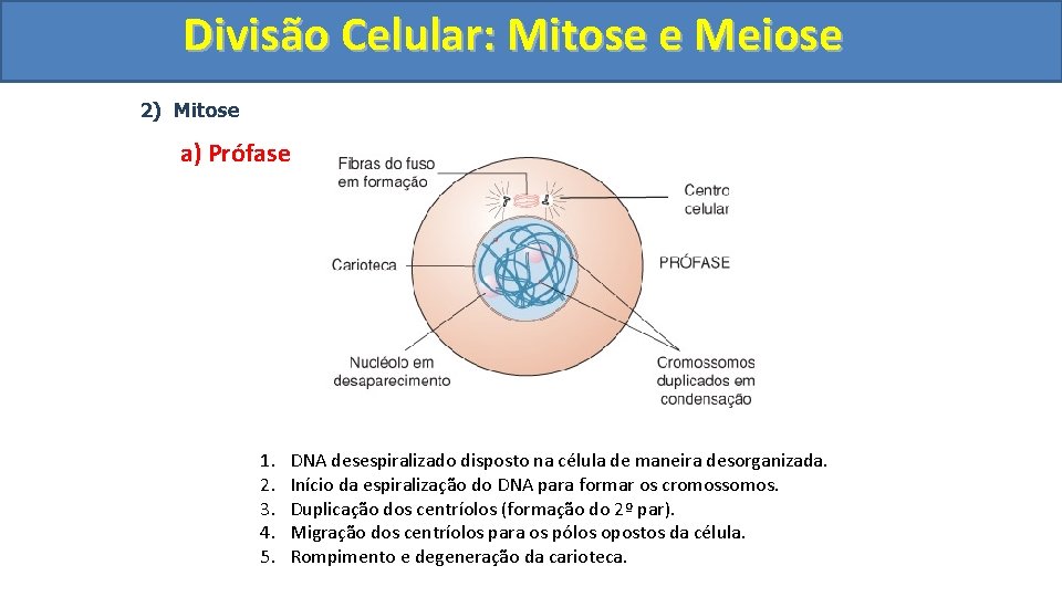 Divisão. Celular: Mitoseee. Meiose 2) Mitose a) Prófase 1. 2. 3. 4. 5. DNA