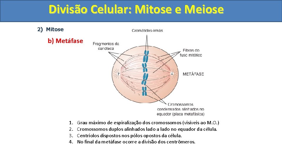 Divisão. Celular: Mitoseee. Meiose 2) Mitose b) Metáfase 1. 2. 3. 4. Grau máximo