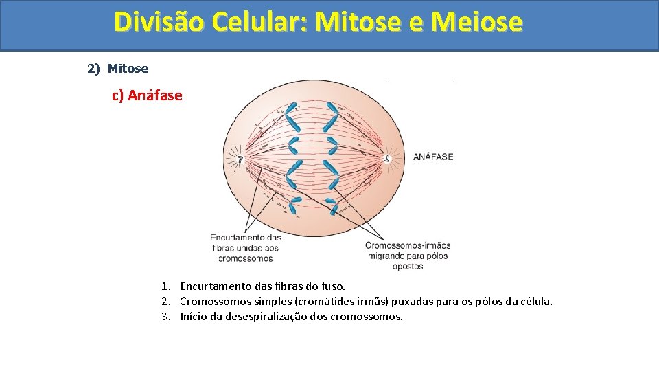 Divisão. Celular: Mitoseee. Meiose 2) Mitose c) Anáfase 1. Encurtamento das fibras do fuso.