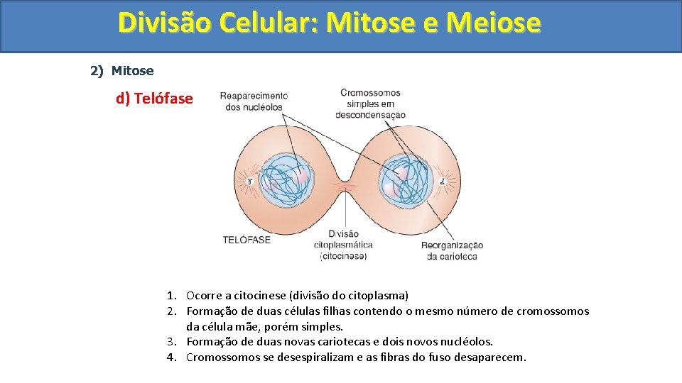 Divisão. Celular: Mitoseee. Meiose 2) Mitose d) Telófase 1. Ocorre a citocinese (divisão do