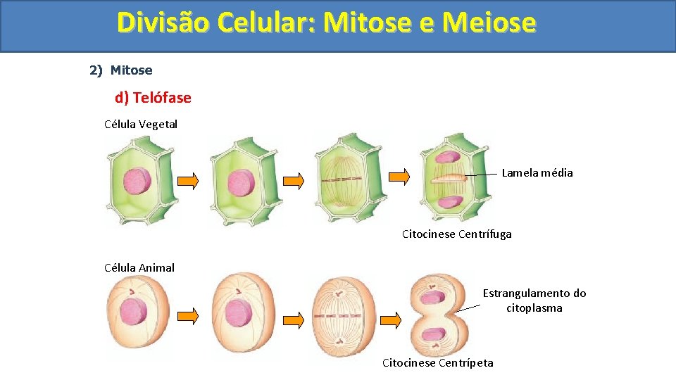 Divisão. Celular: Mitoseee. Meiose 2) Mitose d) Telófase Célula Vegetal Lamela média Citocinese Centrífuga