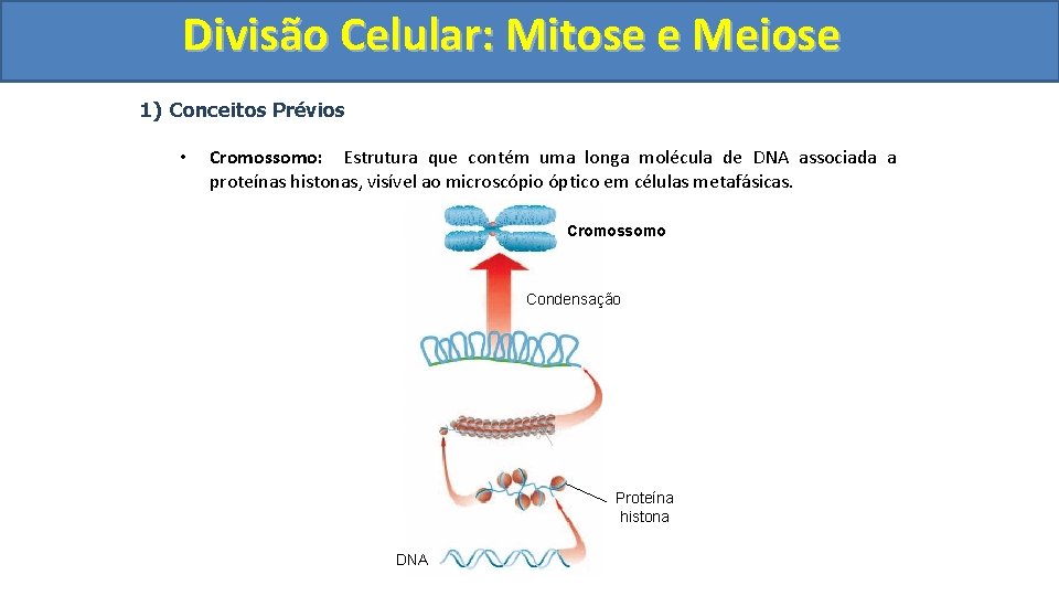 Divisão Celular: Mitose e Meiose 1) Conceitos Prévios • Cromossomo: Estrutura que contém uma