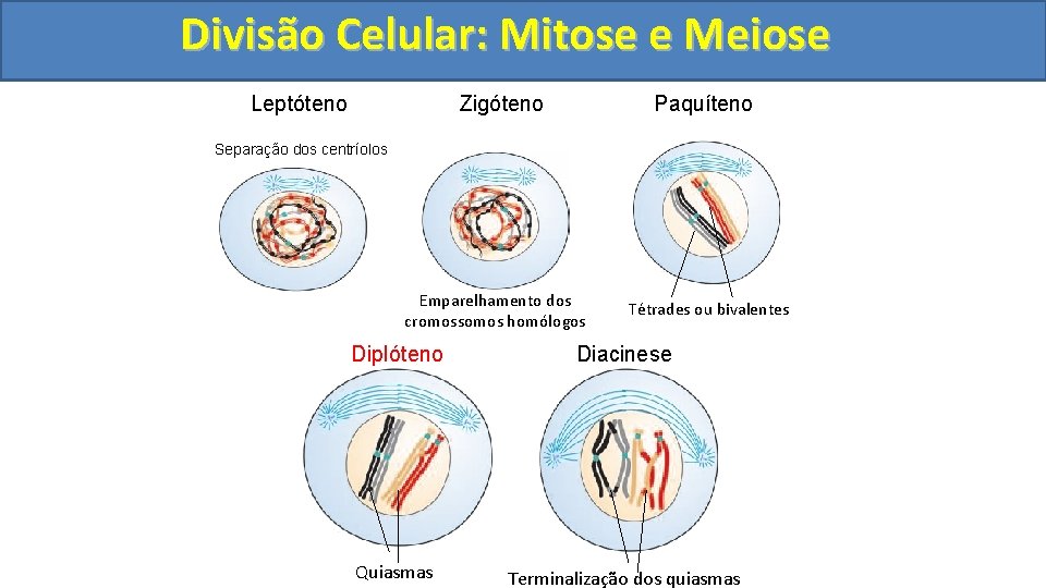 Divisão. Celular: Mitoseee. Meiose Zigóteno Leptóteno Paquíteno Separação dos centríolos Emparelhamento dos cromossomos homólogos