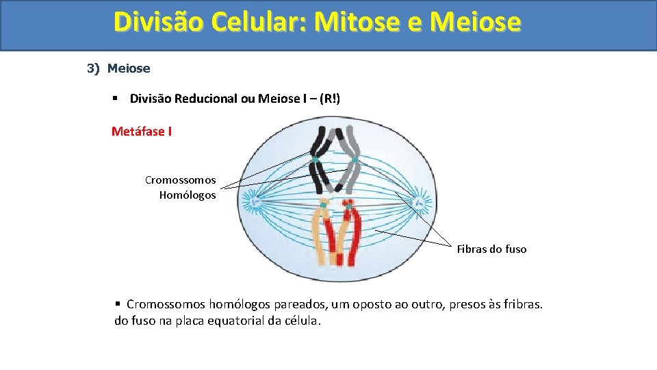Divisão. Celular: Mitoseee. Meiose 3) Meiose § Divisão Reducional ou Meiose I – (R!)