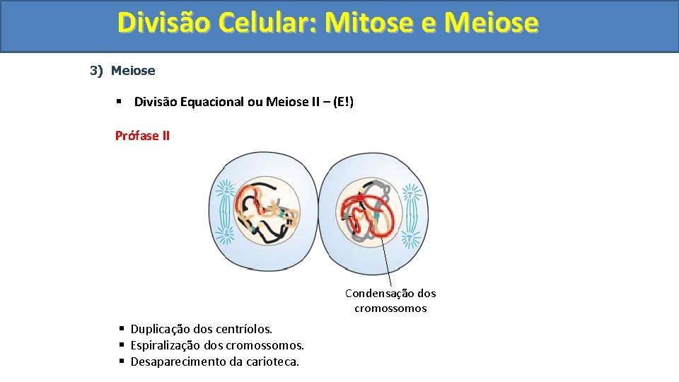 Divisão. Celular: Mitoseee. Meiose 3) Meiose § Divisão Equacional ou Meiose II – (E!)