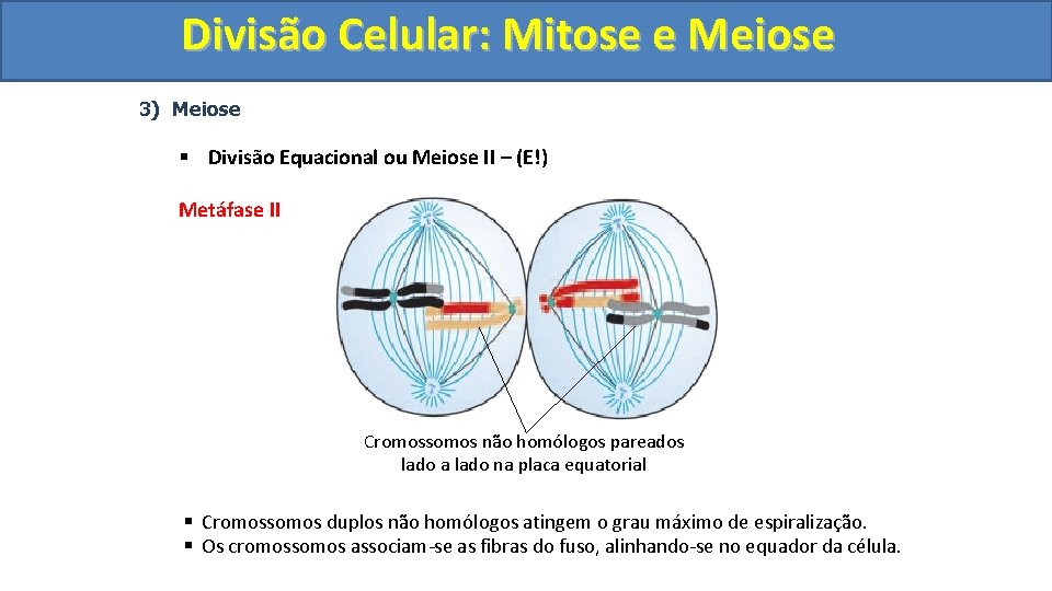 Divisão. Celular: Mitoseee. Meiose 3) Meiose § Divisão Equacional ou Meiose II – (E!)