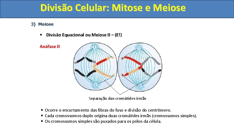 Divisão. Celular: Mitoseee. Meiose 3) Meiose § Divisão Equacional ou Meiose II – (E!)