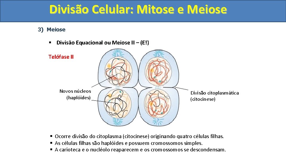 Divisão. Celular: Mitoseee. Meiose 3) Meiose § Divisão Equacional ou Meiose II – (E!)