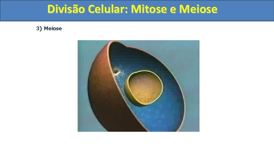 Divisão. Celular: Mitoseee. Meiose 3) Meiose 