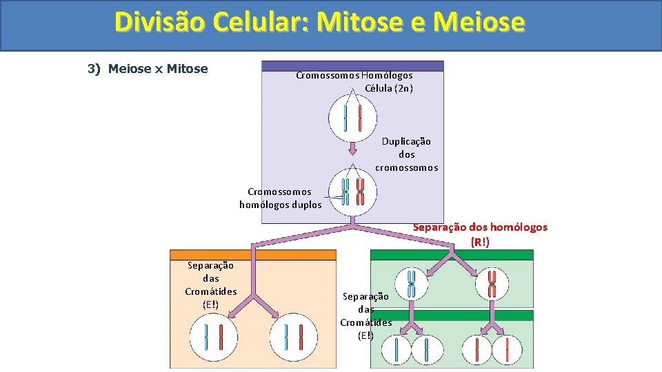 Divisão. Celular: Mitoseee. Meiose 3) Meiose x Mitose Cromossomos Homólogos Célula (2 n) Duplicação