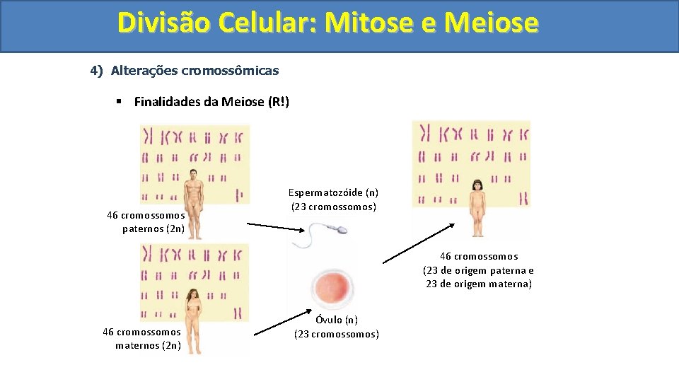 Divisão. Celular: Mitoseee. Meiose 4) Alterações cromossômicas § Finalidades da Meiose (R!) 46 cromossomos