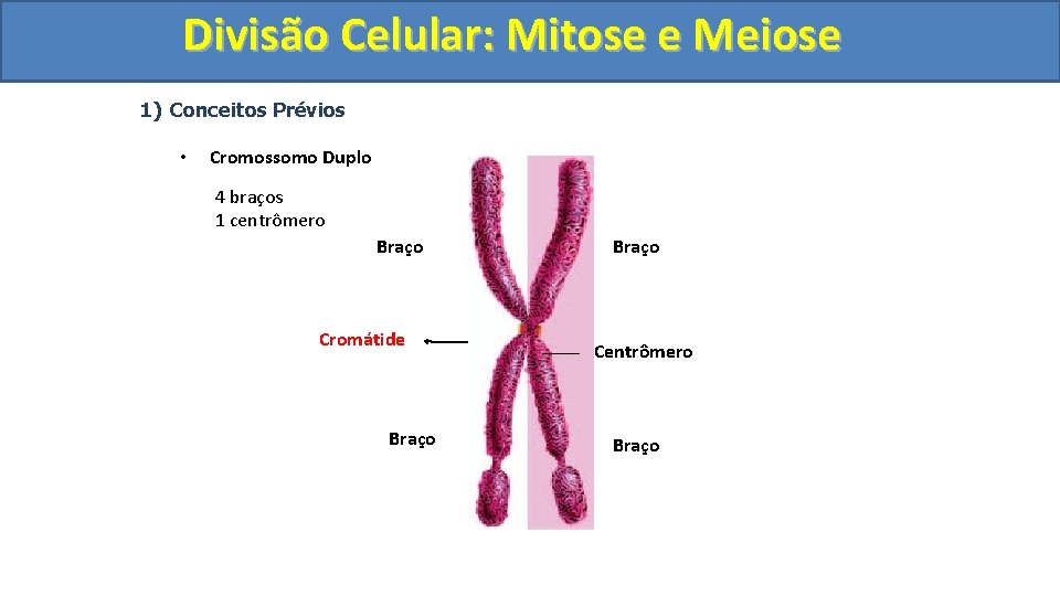 Divisão. Celular: Mitoseee. Meiose 1) Conceitos Prévios • Cromossomo Duplo 4 braços 1 centrômero