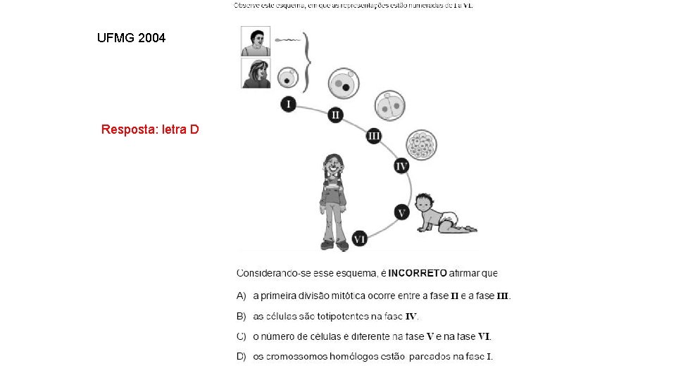 UFMG 2004 INTERFASE QUE PRECEDE A DIVISÃO Resposta: letra D 