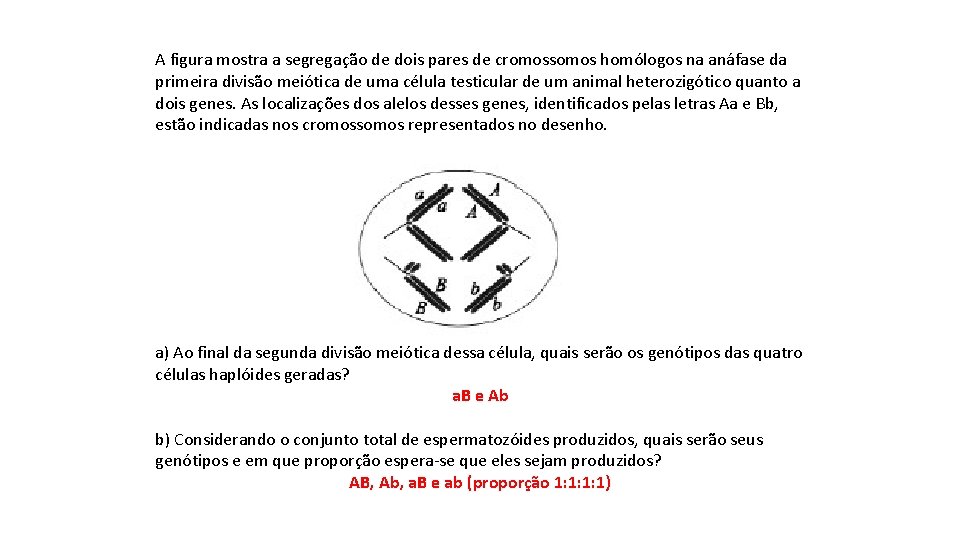 A figura mostra a segregação de dois pares de cromossomos homólogos na anáfase da